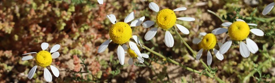 West Coast Wild flowers